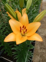 [5082 RoyalTrinity SES No02.JPG]